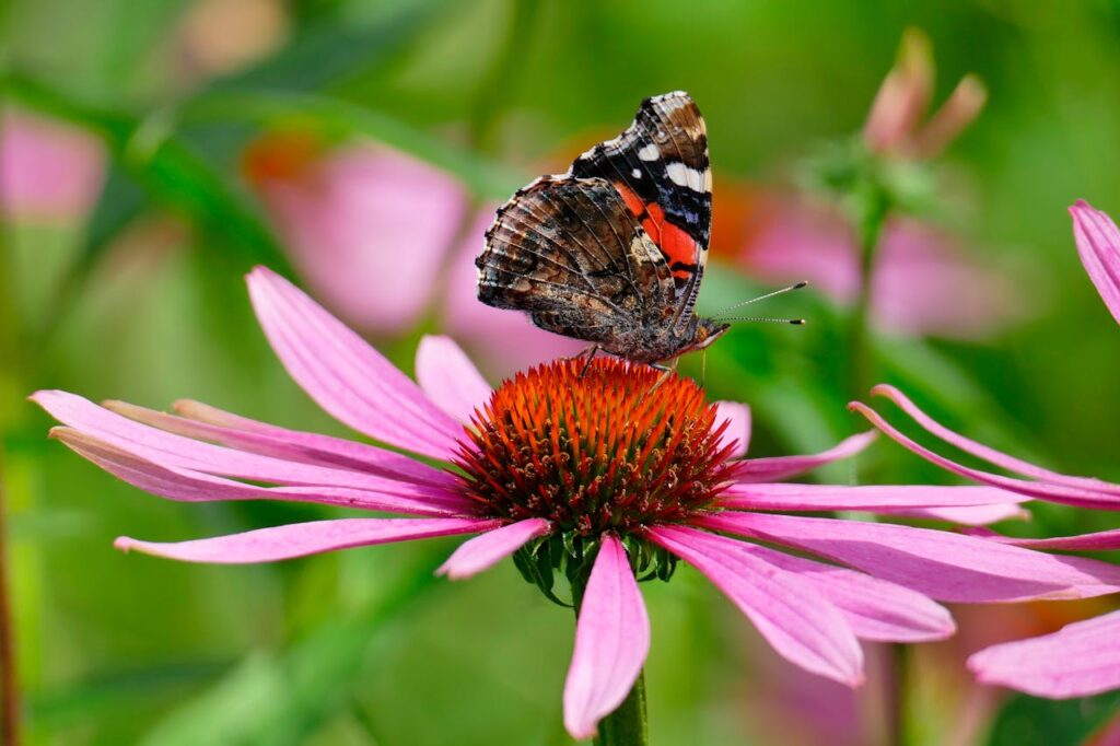 Close-up of a red admiral butterfly resting on a vibrant coneflower in a summer garden.