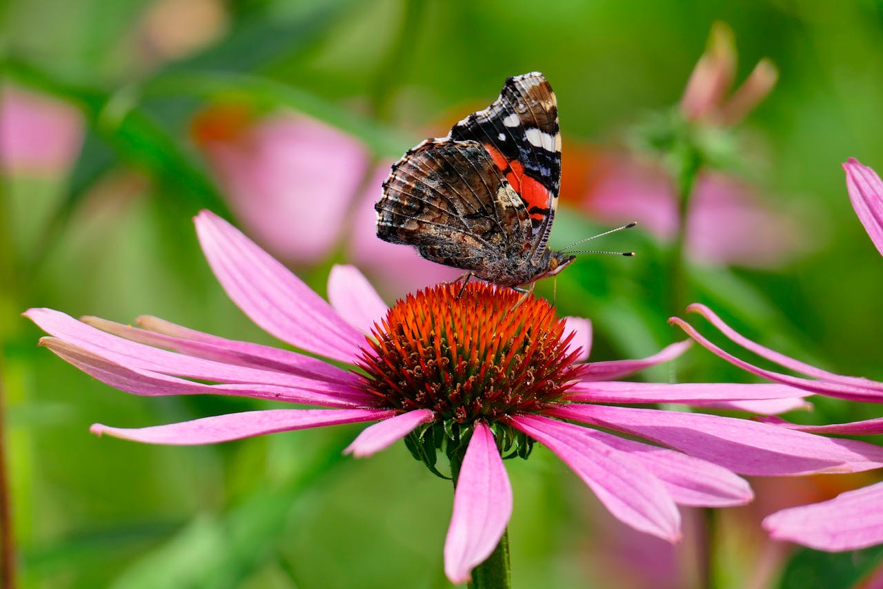 Close-up of a red admiral butterfly resting on a vibrant coneflower in a summer garden.