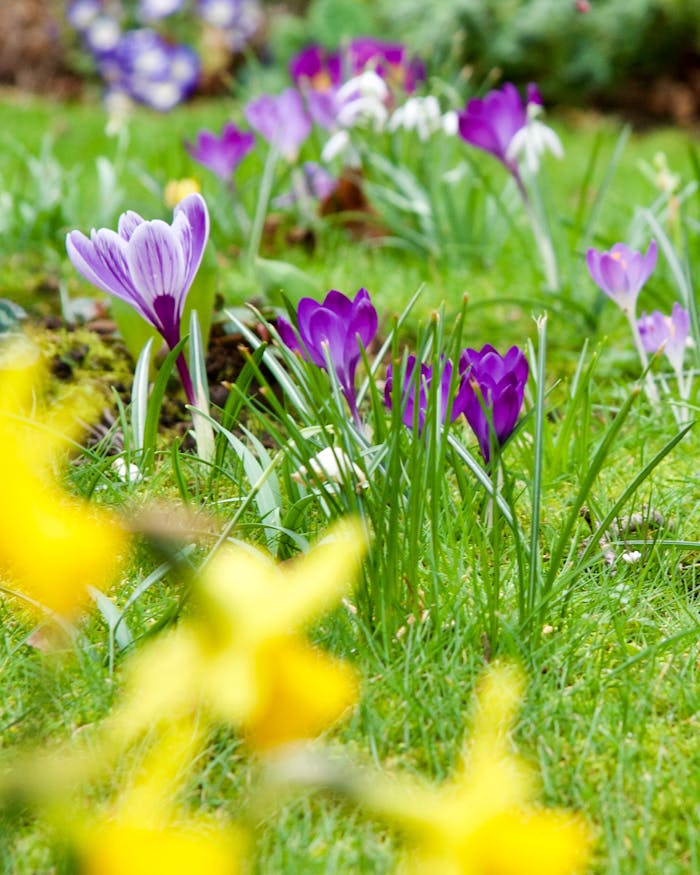 Capture of vibrant purple crocuses and yellow daffodils in a lush spring garden.
