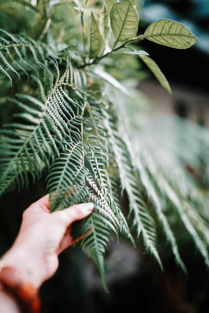 Close-up of a hand holding vibrant green fern leaves, showcasing nature
